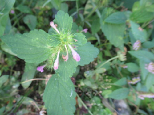 Galeopsis bifida, photograph 2