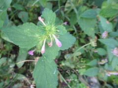 Galeopsis bifida, photograph author not stated, no rights reserved