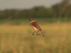 Polystictus pectoralis