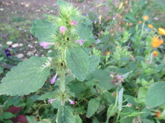 Galeopsis bifida, photograph author not stated, no rights reserved