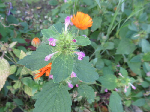 Galeopsis bifida, photograph 4