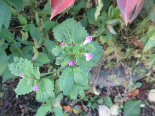 Galeopsis bifida, photograph 5
