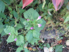 Galeopsis bifida, photograph author not stated, no rights reserved