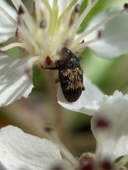 Glyptobaris lecontei