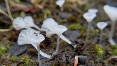 Hemimycena ignobilis