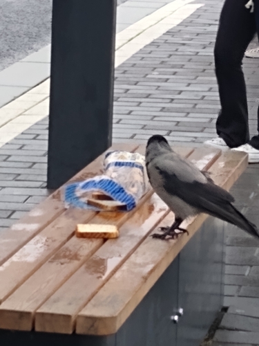 Hooded Crow