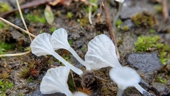 Hemimycena ignobilis