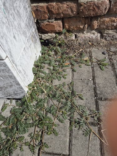 puncture vine