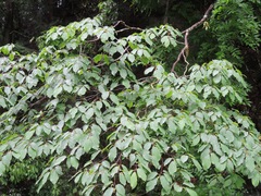 Neoshirakia japonica