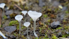 Hemimycena ignobilis