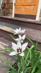 Tulipa clusiana