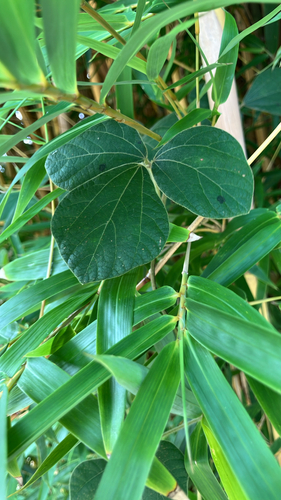 Rhynchosia volubilis observed 2026-09-25