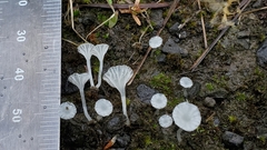 Hemimycena ignobilis