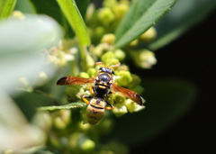Ancistrocerus lineativentris