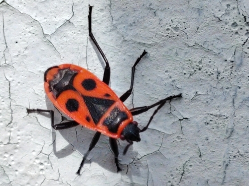 European Firebug