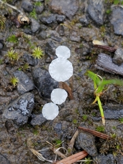 Hemimycena ignobilis