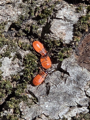 European Firebug
