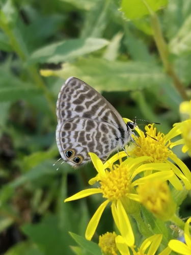 Lang's Short-tailed Blue