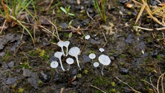 Hemimycena ignobilis