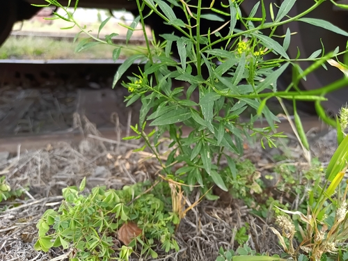 wormseed wallflower