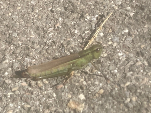 Leek Grasshopper