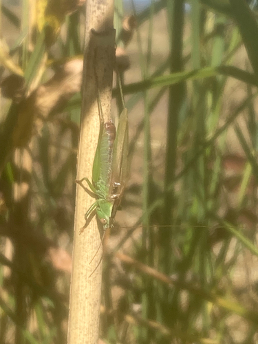 Long-winged Conehead