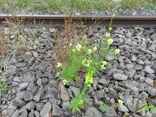 common toadflax