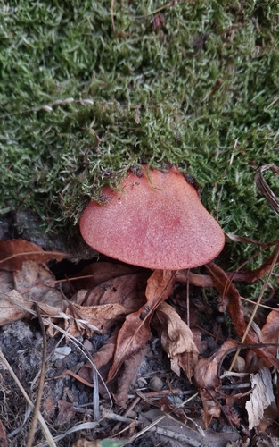 Beefsteak Polypore