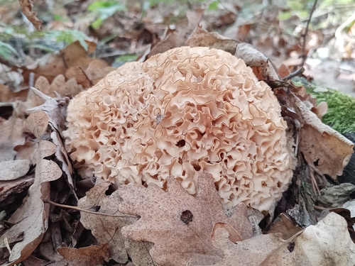 Cauliflower Fungus