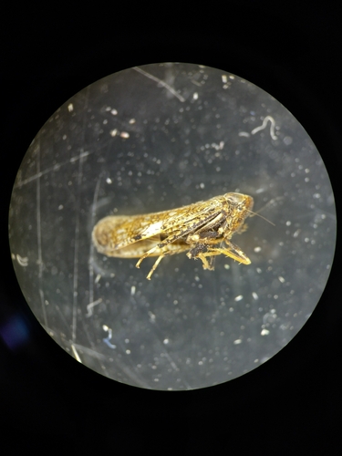 Japanese Leafhopper