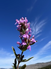 Satureja subspicata