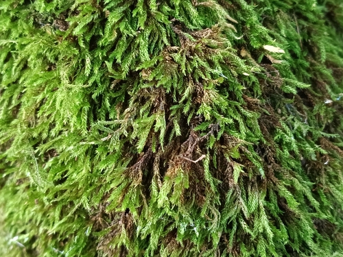Cirriphyllum crassinervium observed 2026-09-24