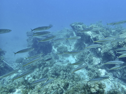 Decapterus observed 2026-09-19