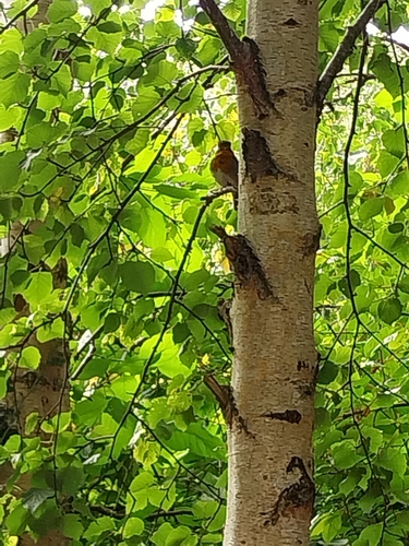 European Robin