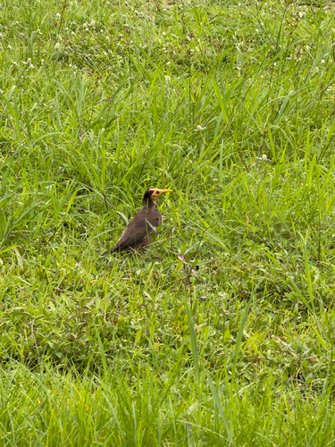 Common Myna