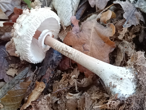 Parasol
