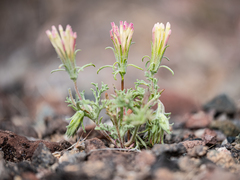 Chaenactis macrantha