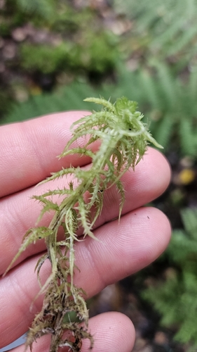 Crome Sphagnum