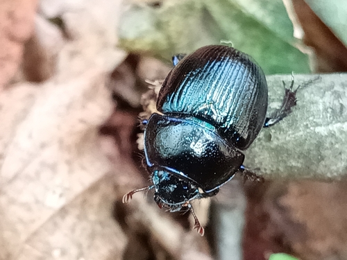 Woodland Dor Beetle