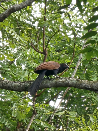 Greater Coucal