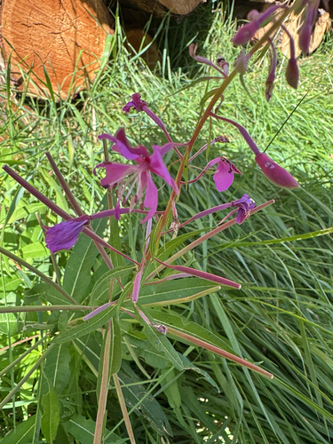 fireweed