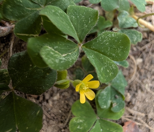 Creeping Woodsorrel