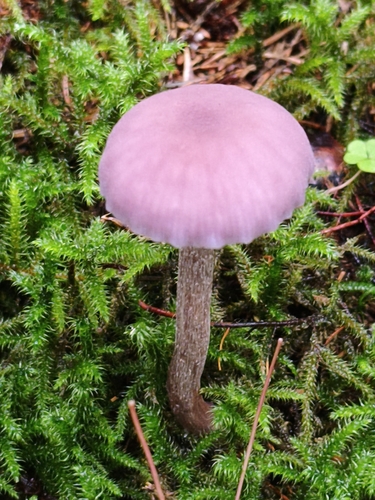 Amethyst Deceiver