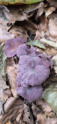 Amethyst Deceiver