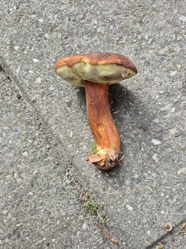 Bay Bolete