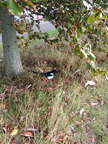 Eurasian Magpie