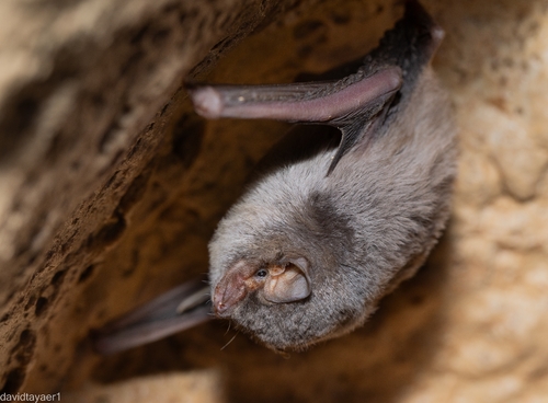 Miniopterus schreibersii observed 2026-09-23