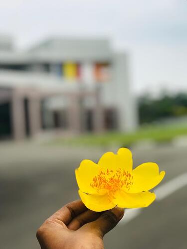 Buttercup Tree