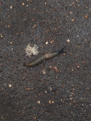 Black-headed Slug