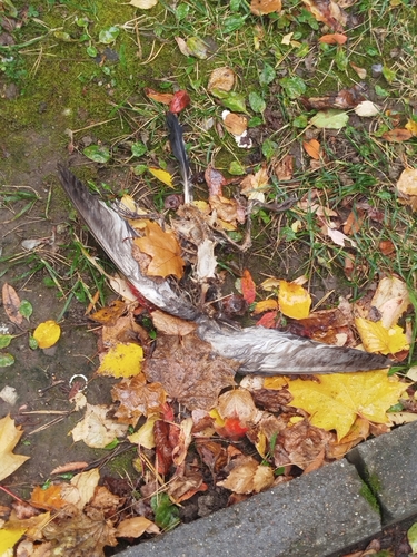 Feral Pigeon